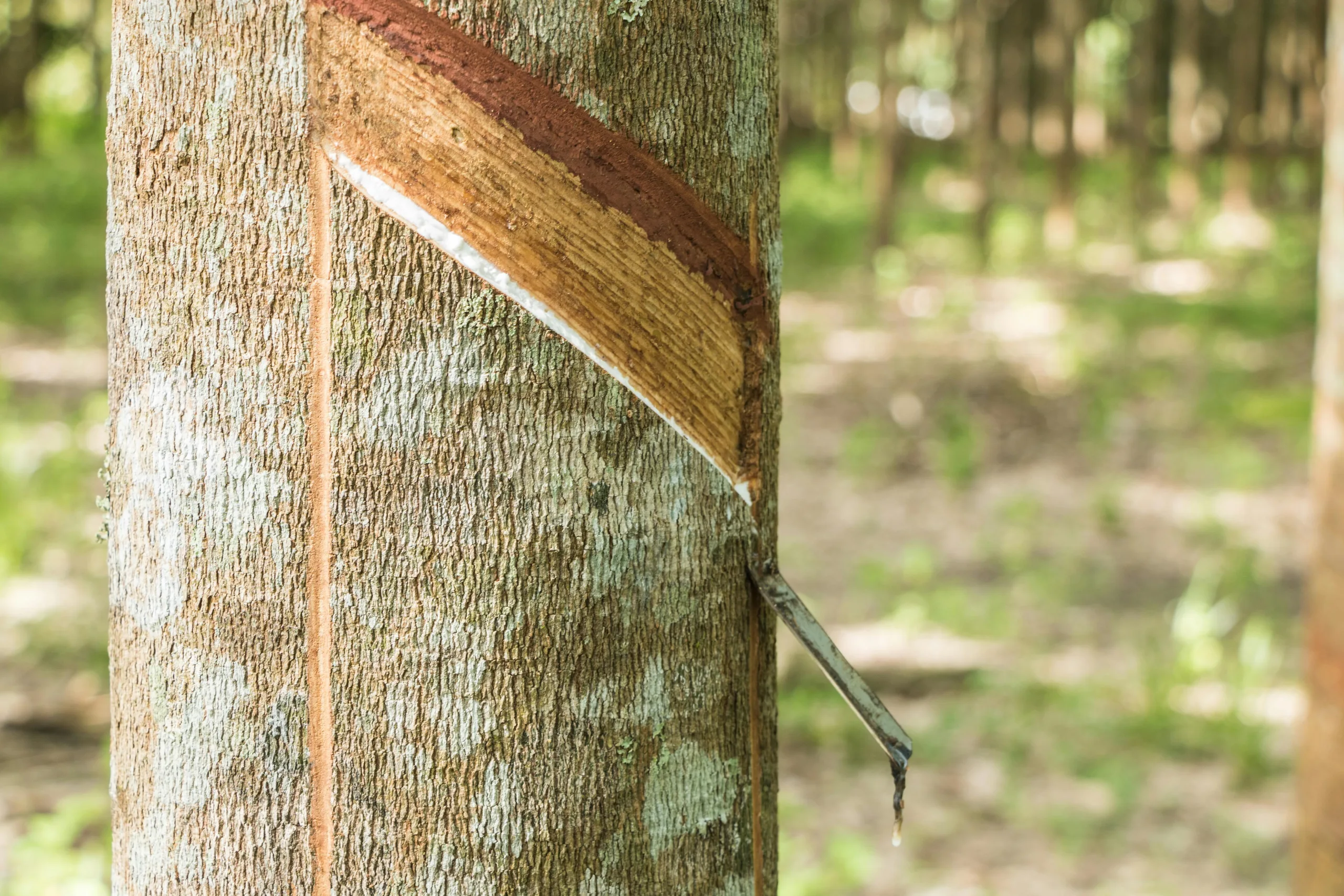 Rubberwood Plantation in the rubberwood value chain